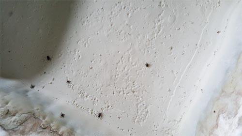 苍蝇污染淀粉